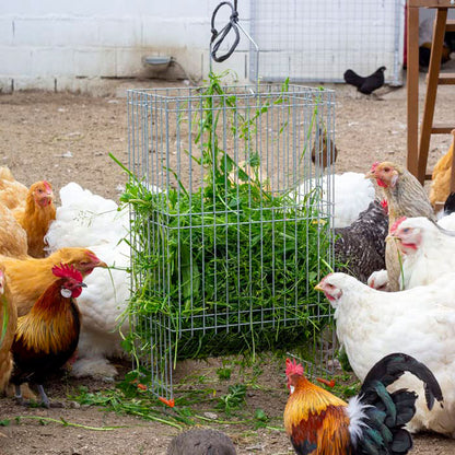 Cesta Para Hierba - Forrajera Para Aves De Corral - Comedero Antiestrés Para Gallinas - Acero Galvanizado_4