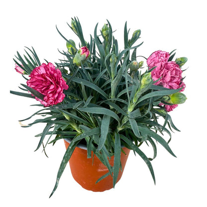Clavel En Maceta De 13cm: La Flor Perfecta Para Alegrar Tu Hogar_0