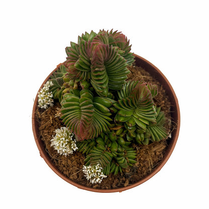 Crassula Starburst Cactus Y Suculentas M8,5 cm Ø_1