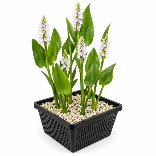 Pontederia Blanca - Pontederia Cordata 'alba'_0
