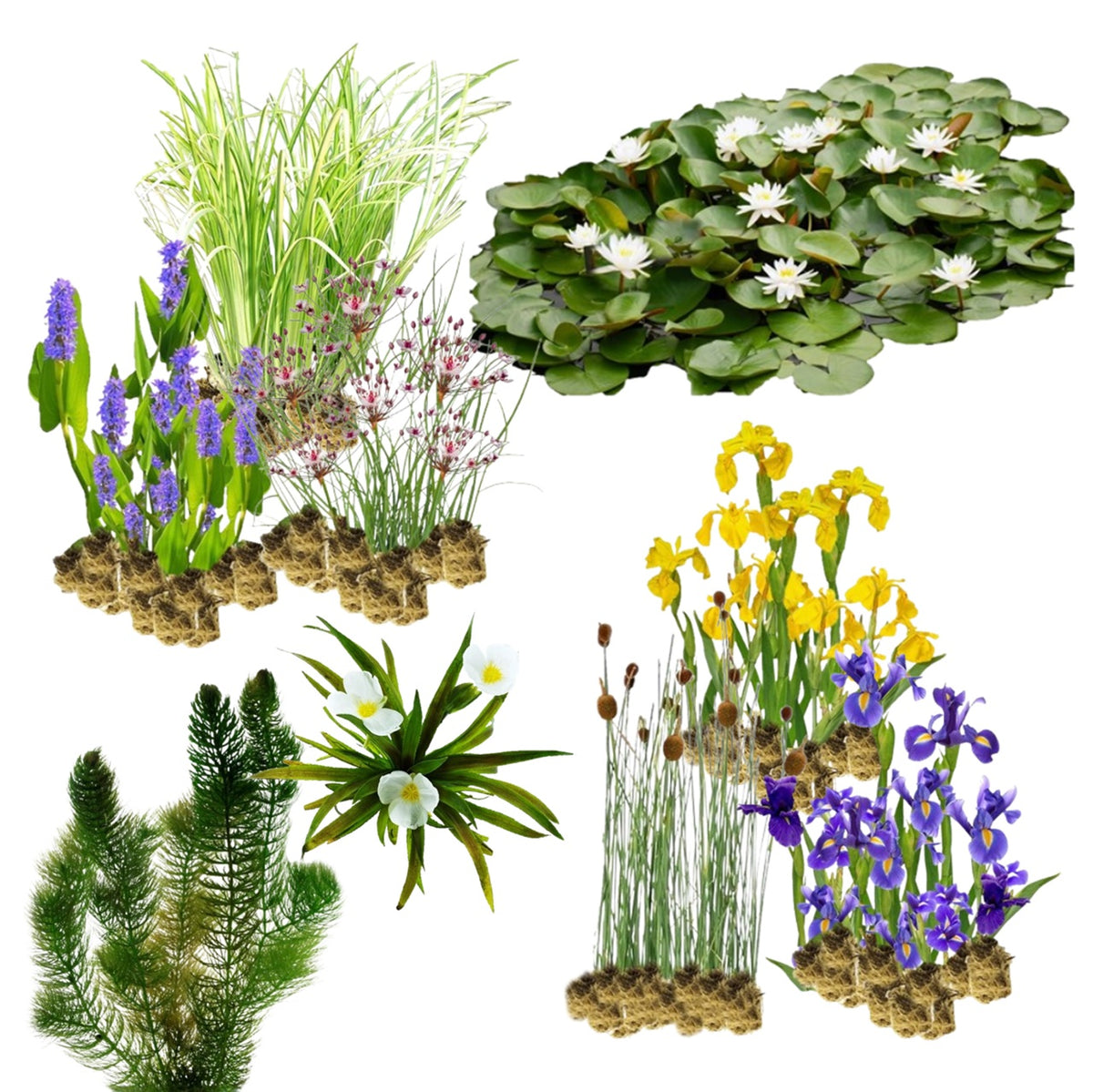 Plantas De Ribera Naturales 10.000-20.000 L_0