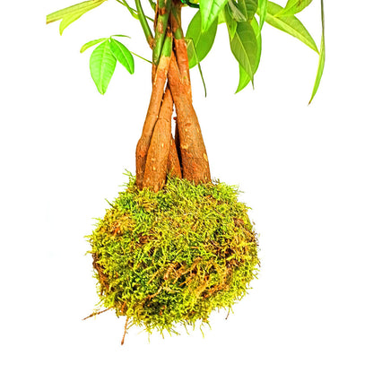 Kokedama Colgante De Pachira 40cm_1