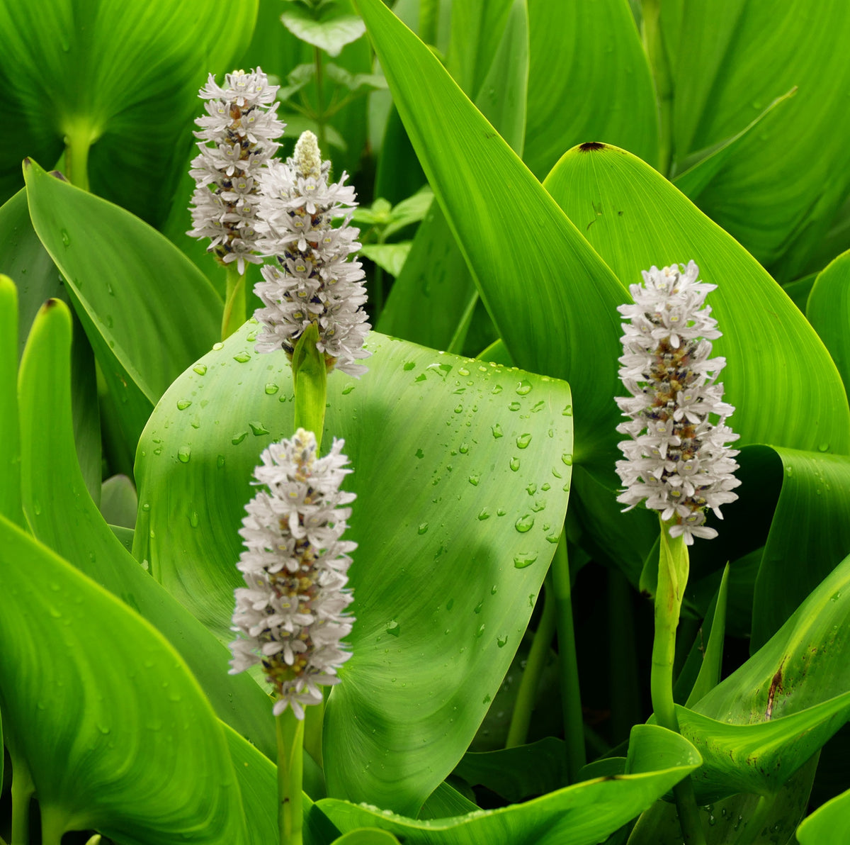 Pontederia Blanca - Pontederia Cordata - 12 Plantas_2