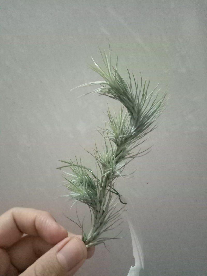 Tillandsia Funckiana Clavel Del Aire Colgante_0