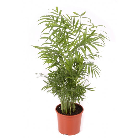 Chamaedorea Planta De Interior De Bajo Mantenimiento Maceta 9cm_0