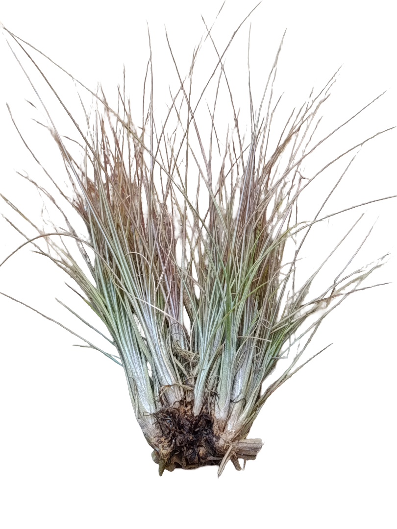 Tillandsia Chaetophylla Planta Natural Clavel Del Aire_0