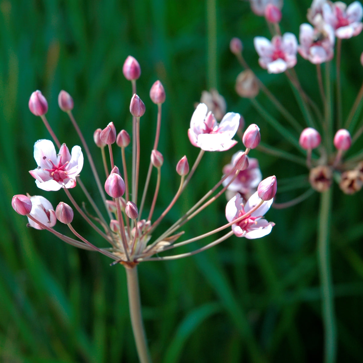 Junco Florido - Butomus Umbellatus - 12 Plantas_2