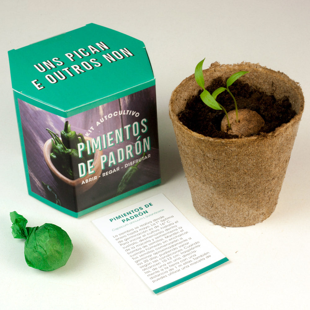 Kit Autocultivo Pimientos de Padrón Cultiva en Casa un Sabor Auténtico Gallego - Resetea_2
