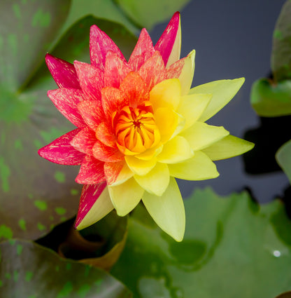 Nenúfar - Nymphaea 'rainbow'_2