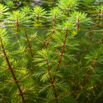 Milhojas - Myriophyllum Rubricaule - 12 Plantas_1