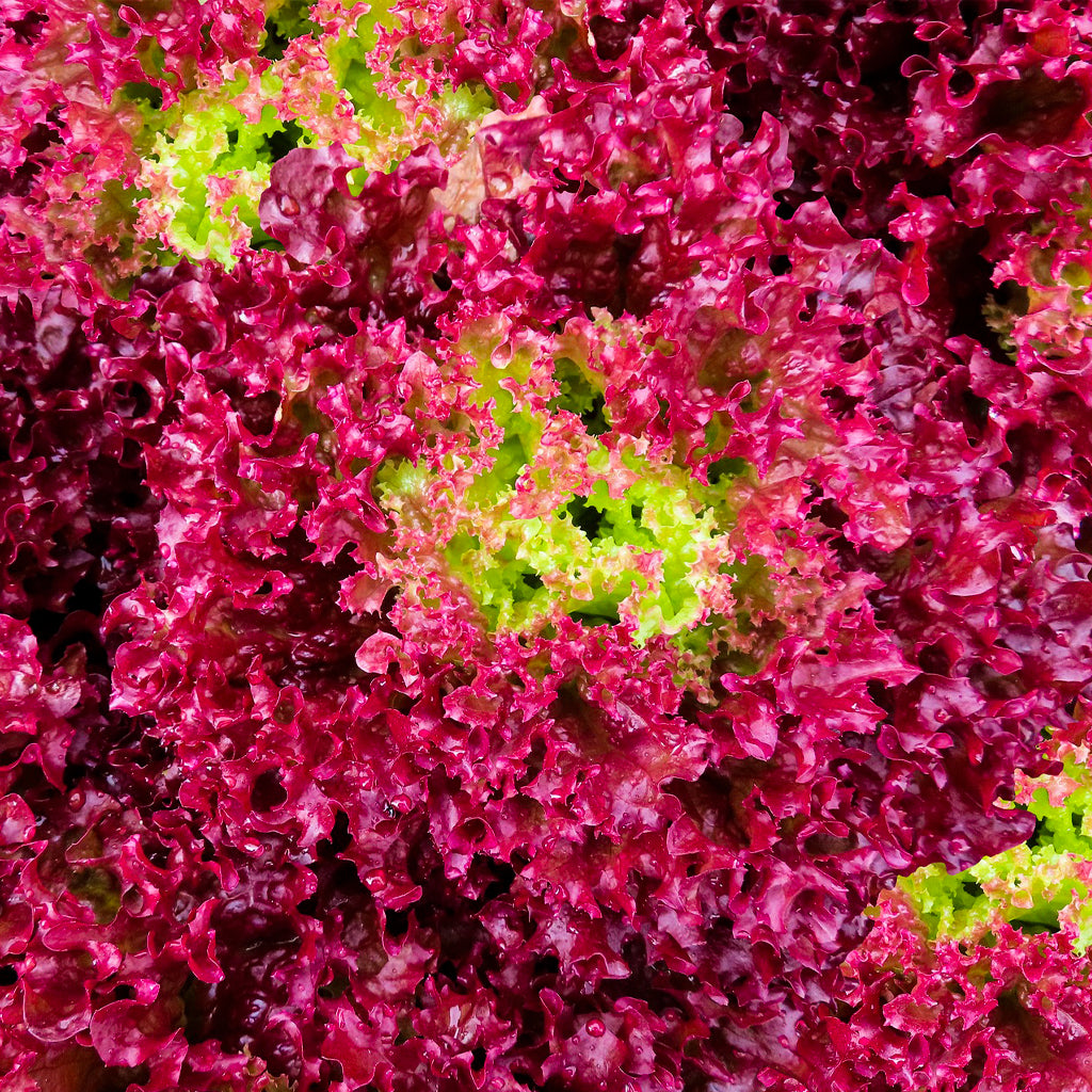 Plantón Lechuga Lollo Rosso 3 Unidades - PlantaBo_1