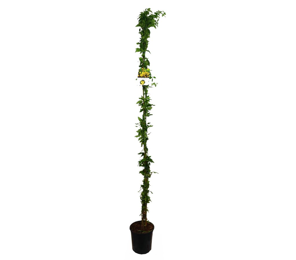 Jasminun Nudiflorum M20 180cm_0