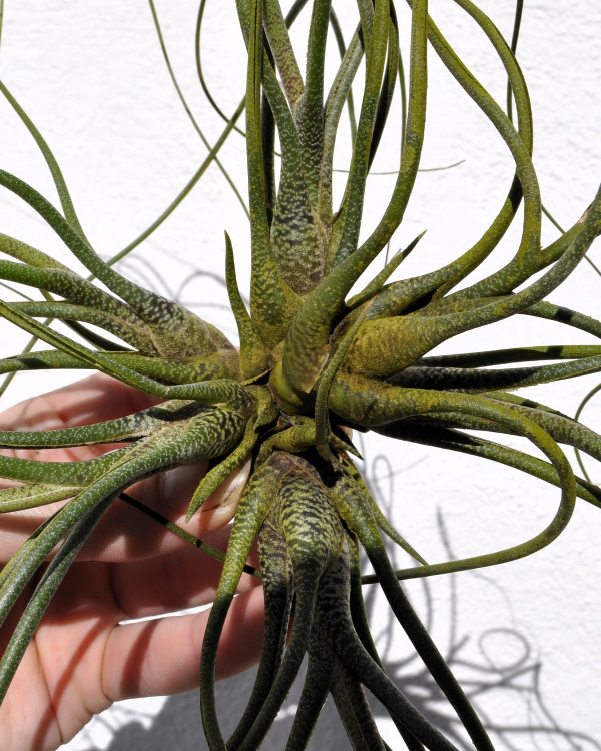 Tillandsia butzii "clump"; planta del aire, mata de plantas; Curiosarium; altura 10-15 cm, diámetro 30-50 cm_3