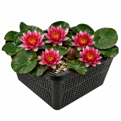 Nenúfar Enano Rojo - Nymphaea Pygmaea - 1x Nenúfar Multiflor Con Cesta_0