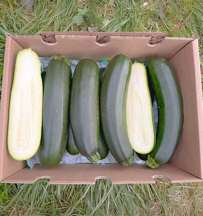 Caja De Calabacín Negro De Temporada Tropitop Caja De 3kg_2