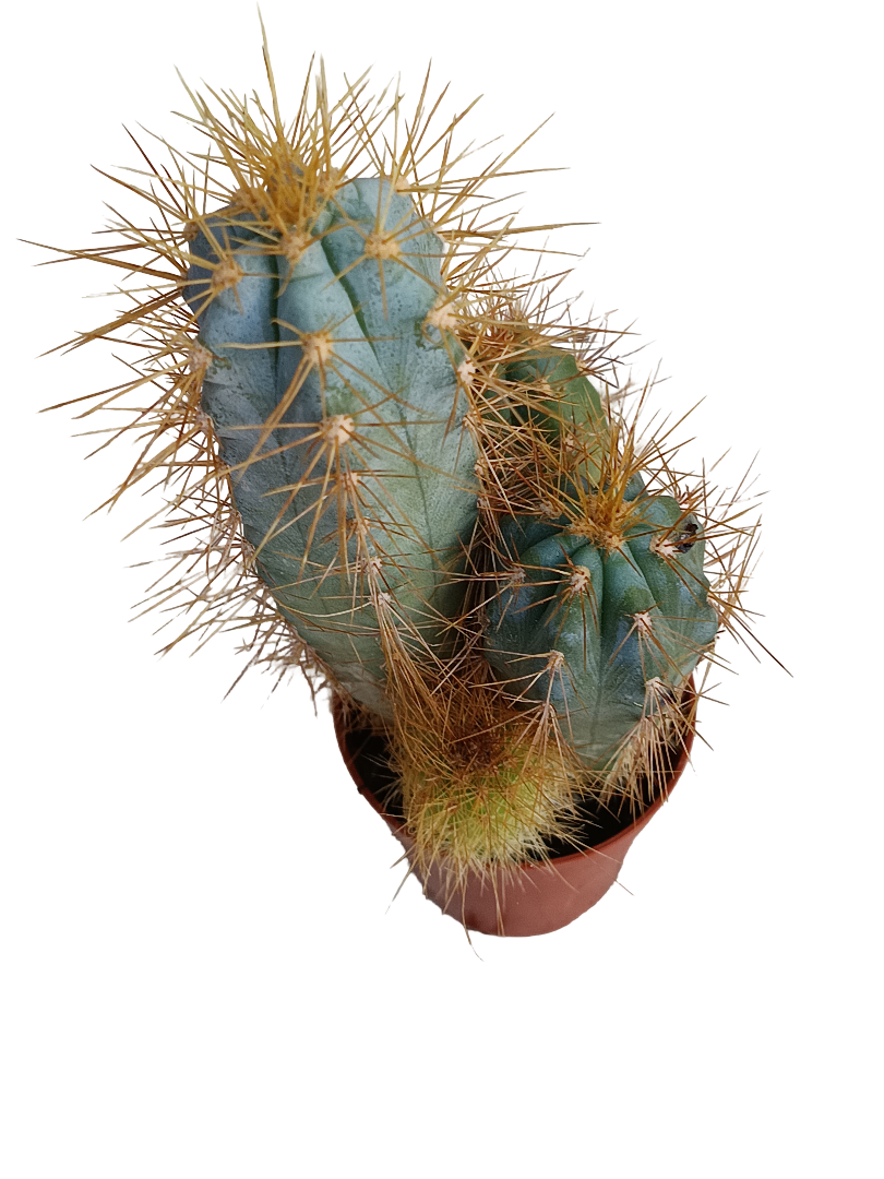 Cactus Azul Columnar Maceta Pequeña Ø5 Cm_0