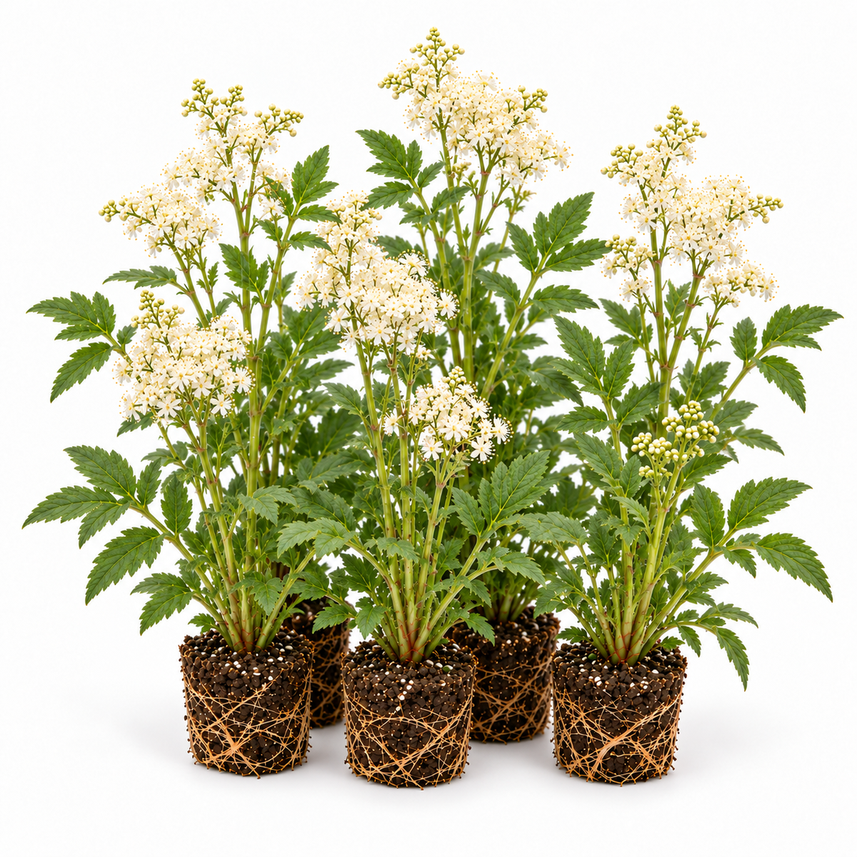 Reina De Los Prados - Filipendula Ulmaria - 12 Plantas_0