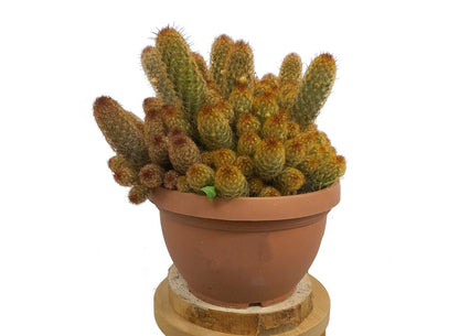 Mammillaria Elongata T20 30cm_0
