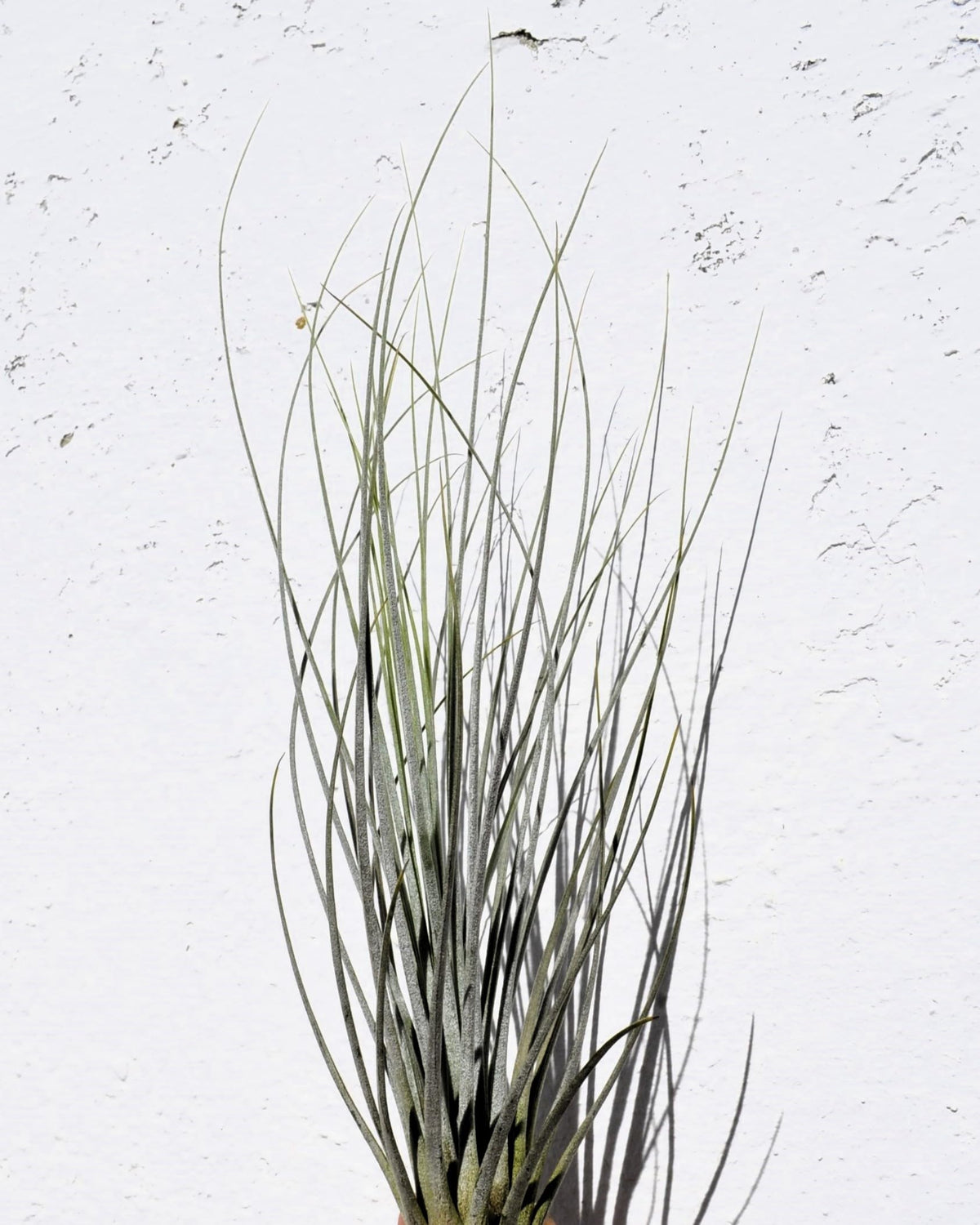 Tillandsia juncea; tilandsia junco, planta del aire plateada; Curiosarium; altura 20-35 cm, diámetro 10-25 cm_5