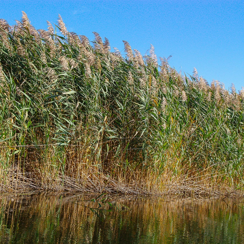 Carrizo - Phragmites Australis - 12 Plantas_1