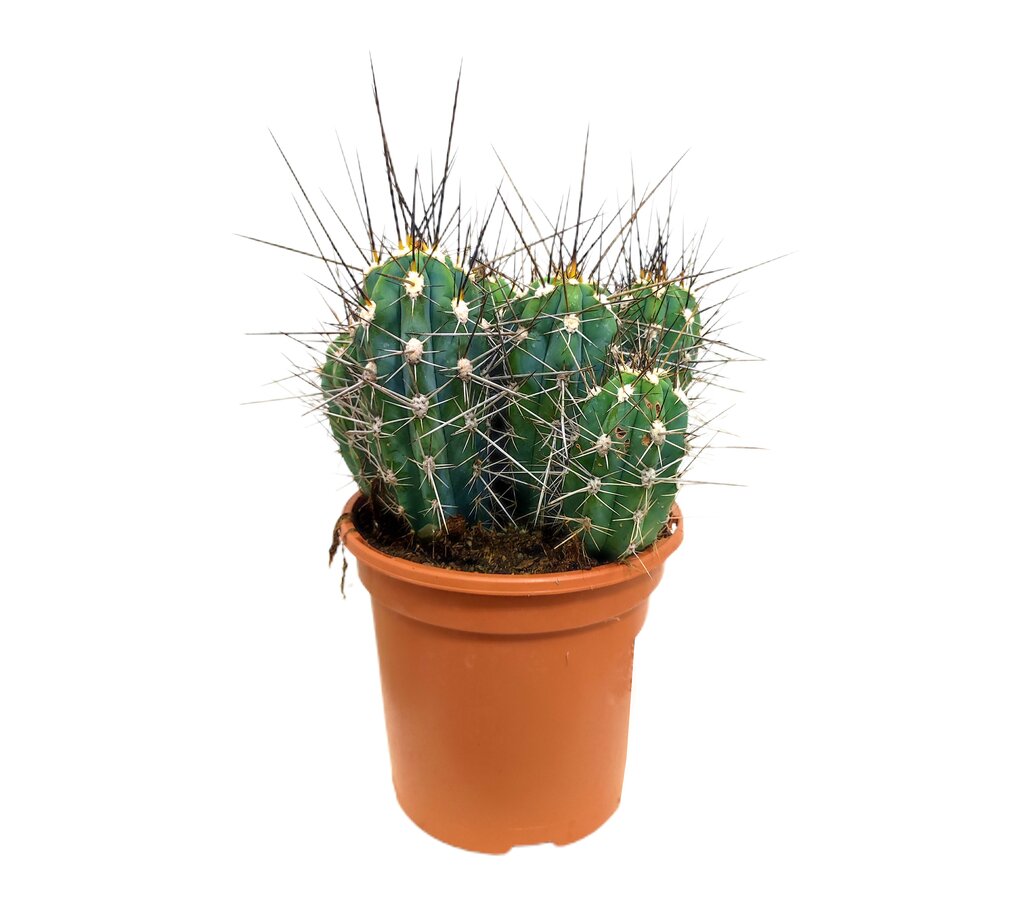 Eriocactus Coryne M17_0