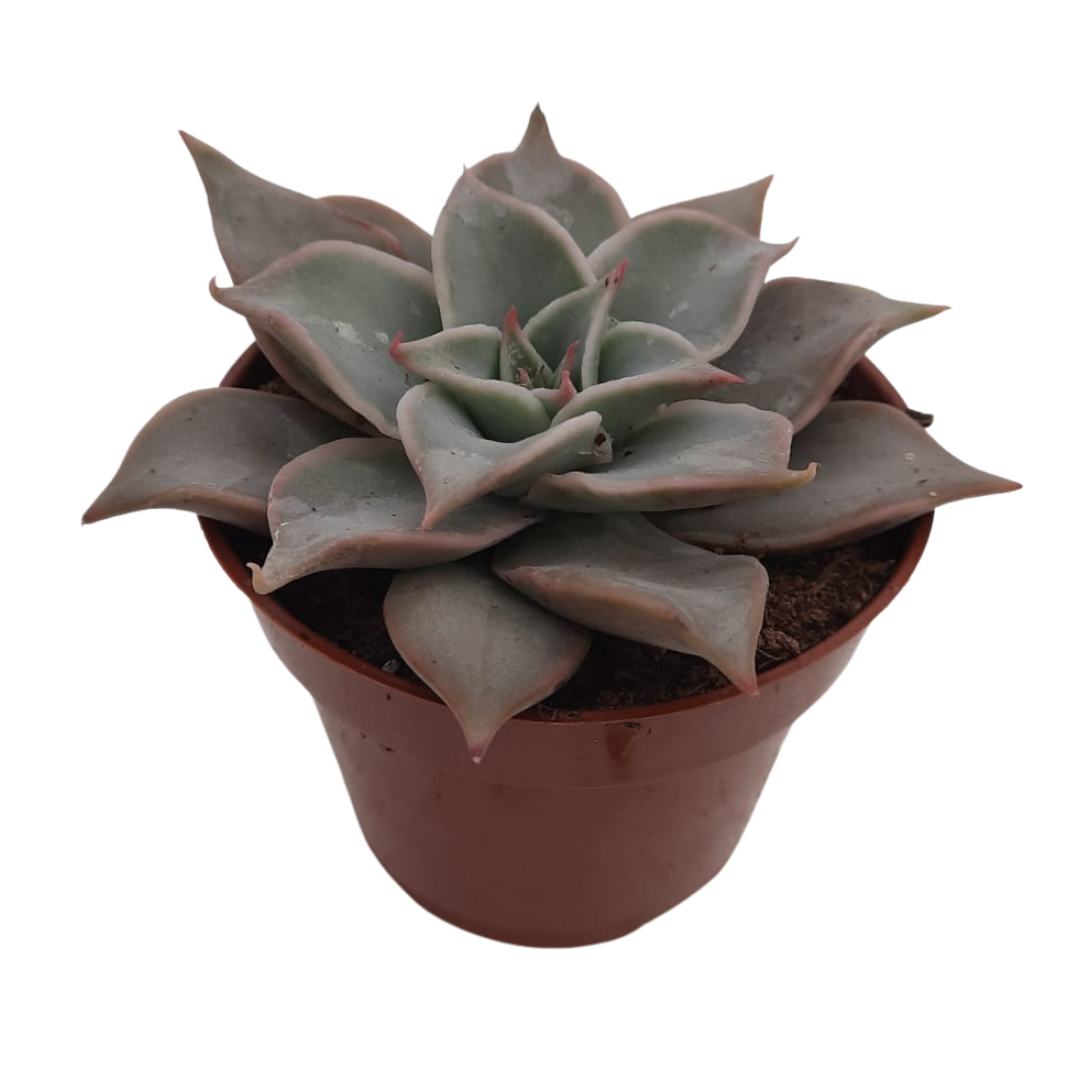 Echeveria Madiva Suculenta Exótica Para Jardinería Y Decoración Interior_0
