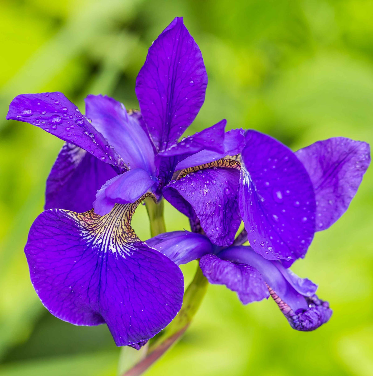 Lirio Azul Iris Kaempferi Planta Estanque - Set 4 Plantas Con Cesta Y Sustrato_2