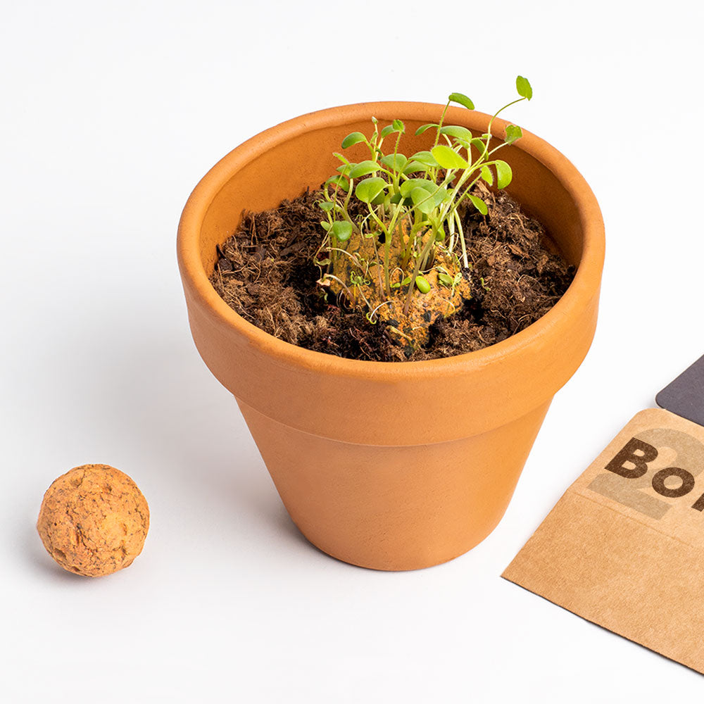 Bombas de Biodiversidad – Flores Silvestres Naranjas para Polinizadores, Regalo - Resetea_2