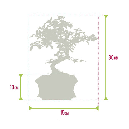 Bonsái Forma S 8 Años - Carmona O Zelkova - Incl. Maceta Y Plato_5