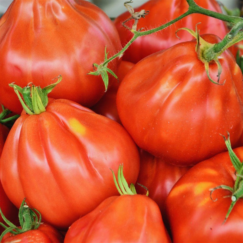 Semillas De Tomate Liguria Ecológico_0