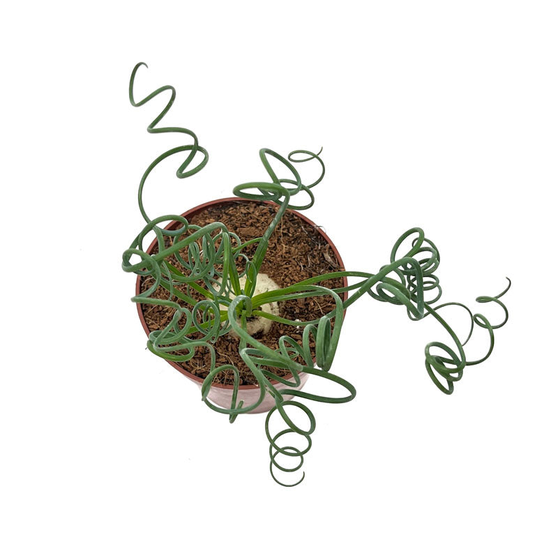 Albuca Spiralis Cactus Y Suculentas M8,5 cm Ø_1