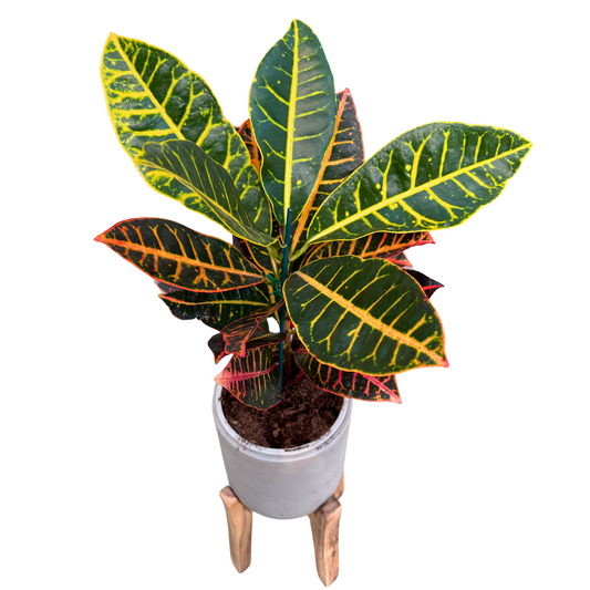 Croton Petra Planta De Interior (codiaeum Variegatum 'petra')_0