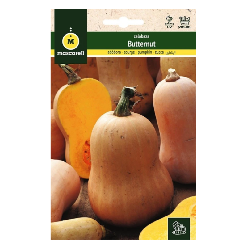 Semillas Calabaza Violin (butternut)_0