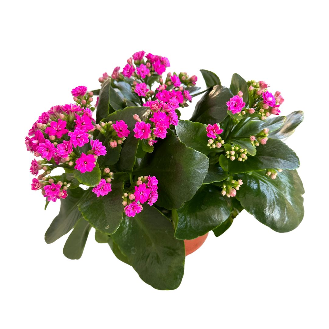 Kalanchoe Flor De La Fortuna (kalanchoe Blossfeldiana) Maceta De 10,5cm_0