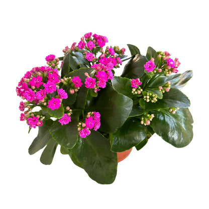 Kalanchoe Flor De La Fortuna (kalanchoe Blossfeldiana) Maceta De 10,5cm_0