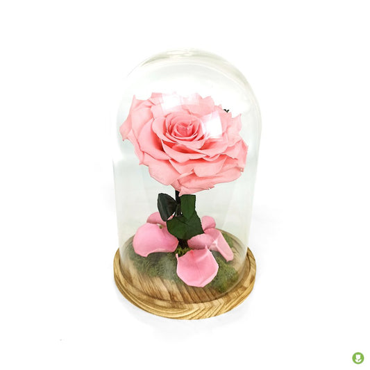 Mundo Eterno Rosa En Cúpula King Rosa 25x17cm_0
