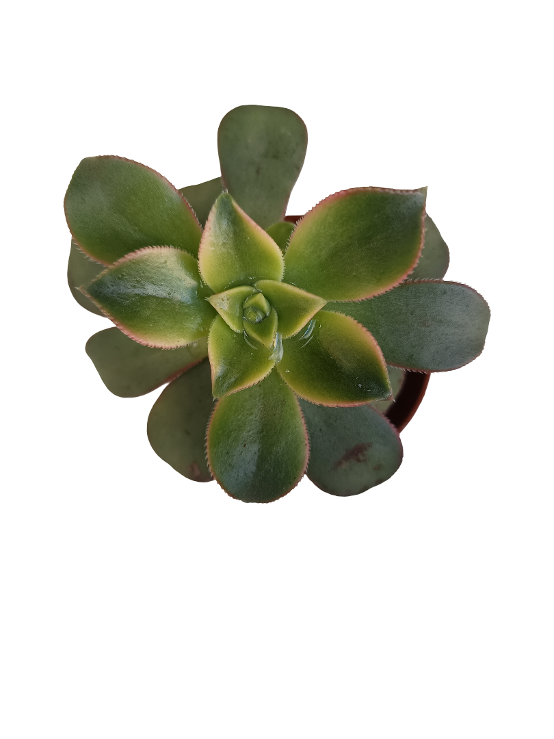 Aeonim Kiwi Planta Suculenta Ø5_0
