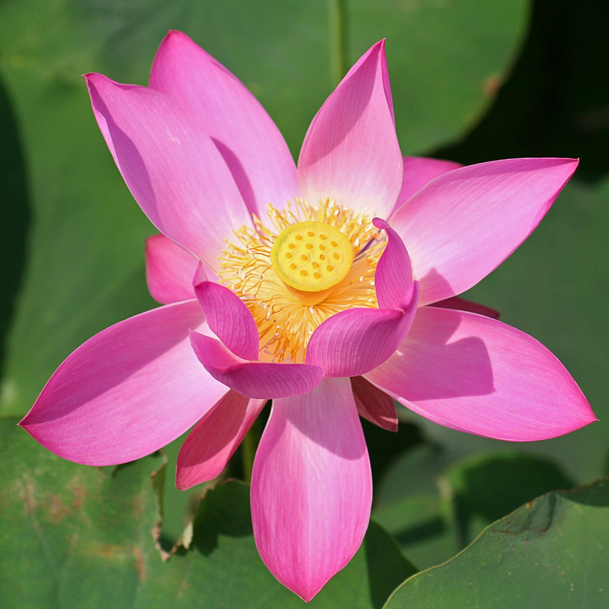Loto Rosa - Nelumbo Nucifera - Set De 2 Con Cesta_2