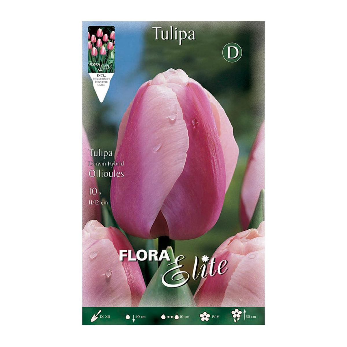 Bulbos Tulipán Darwin borde blanco 10 uds