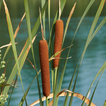 Espadaña Typha Latifolia - 4 Plantas Con Cesta Y Sustrato_2