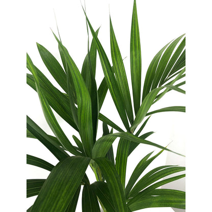 Kentia Forsteriana M17 100cm_1