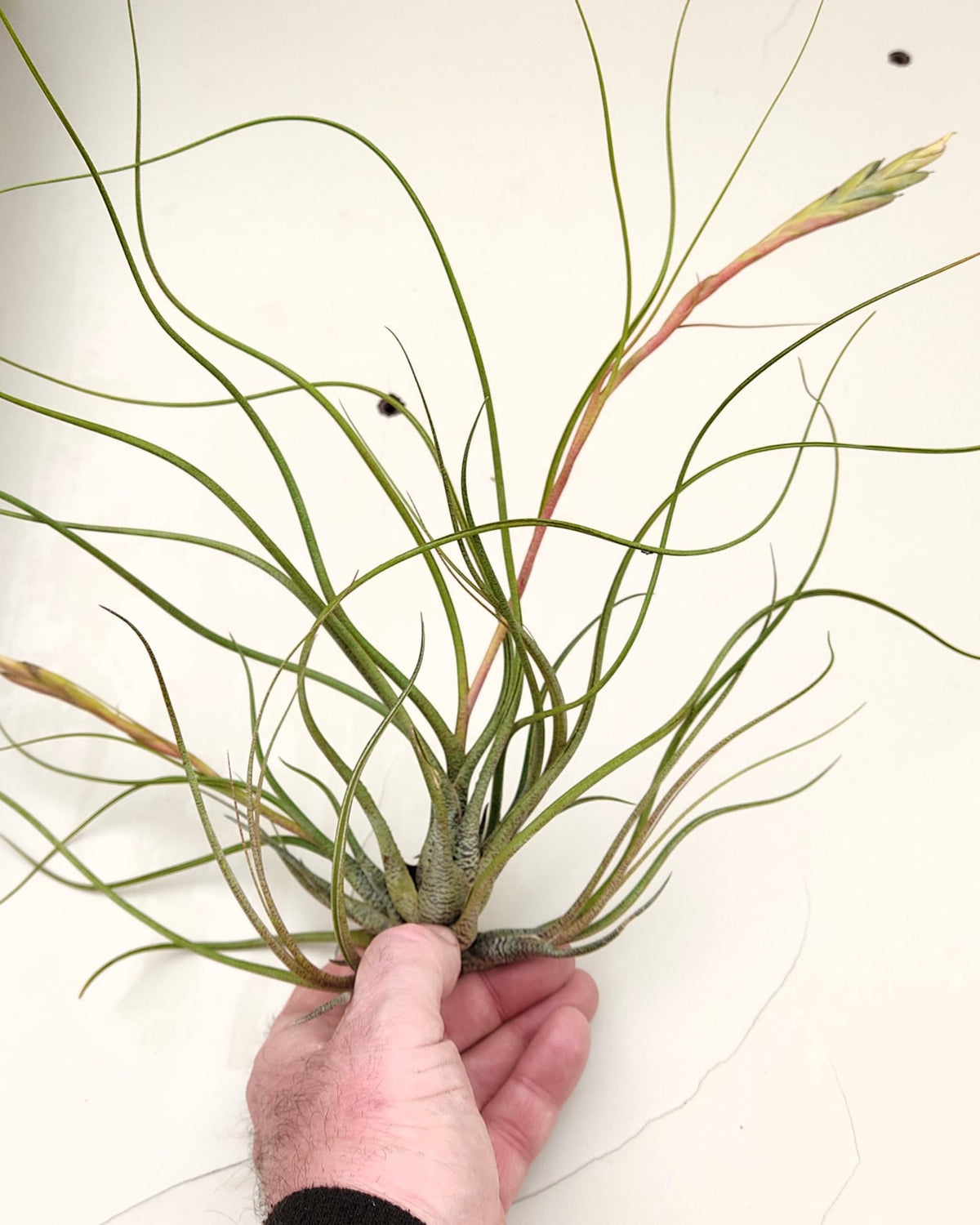 Tillandsia butzii "clump"; planta del aire, mata de plantas; Curiosarium; altura 10-15 cm, diámetro 30-50 cm_4