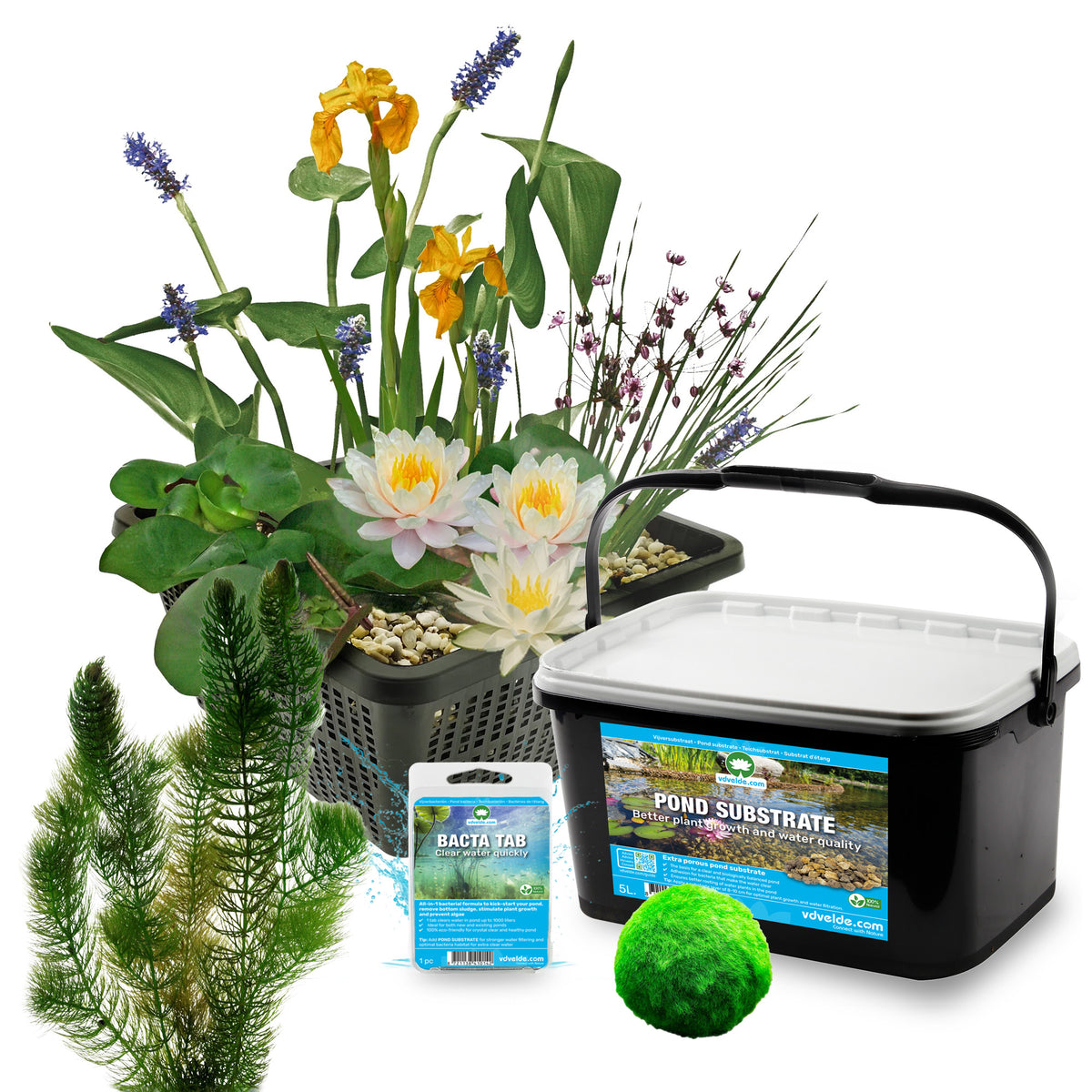 Mini Estanque Completo Blanco 25-90l - 4 Plantas, Ceratófilo Y 10 Marimos_2