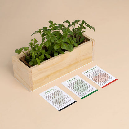Kit Autocultivo Pizza Orégano, Albahaca y Tomate Cherry | Regalo Original de Cocina - Resetea_2
