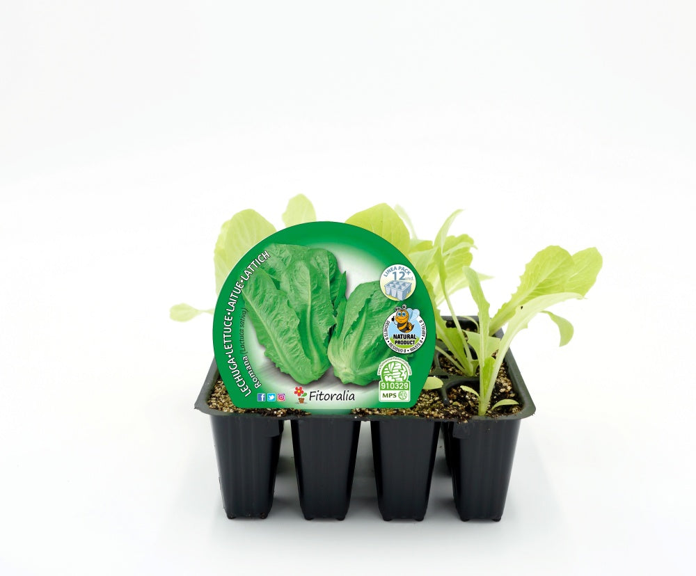 Pack Plantones Lechuga Romana 12 Ud. Natural - Fitoralia_0