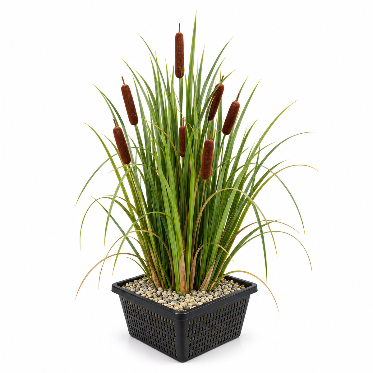 Espadaña Typha Latifolia - 4 Plantas Con Cesta Y Sustrato_0