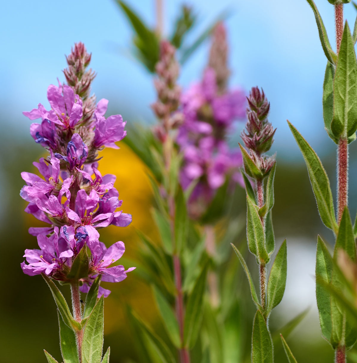 Salicaria Lythrum Salicaria - 4 Plantas Con Cesta Y Sustrato_2