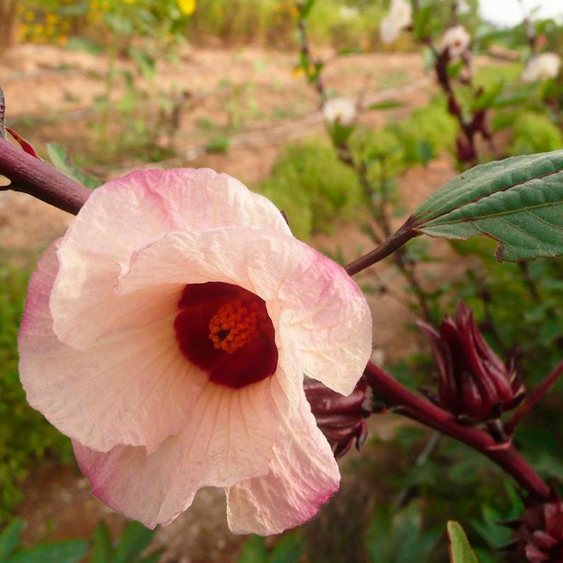 Semillas Hibiscus Ecológicas_0