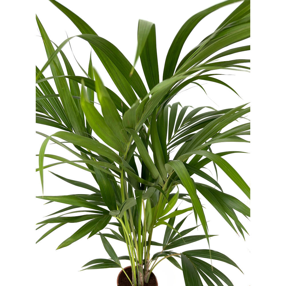 Kentia Forsteriana M19 80-100cm_2