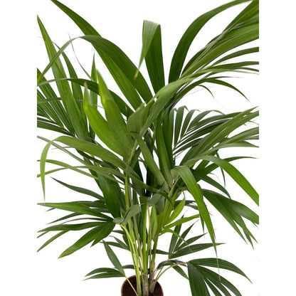 Kentia Forsteriana M19 80-100cm_2